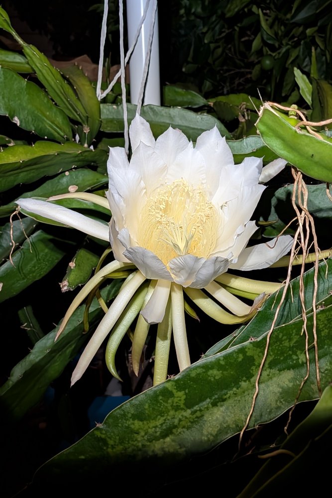 Night Flower